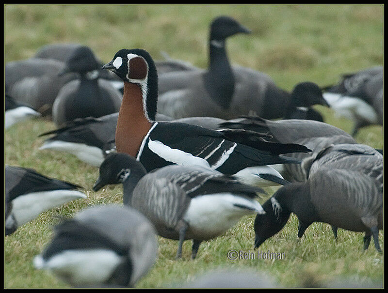 Red-breasted Goose