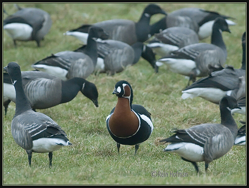 Red-breasted Goose