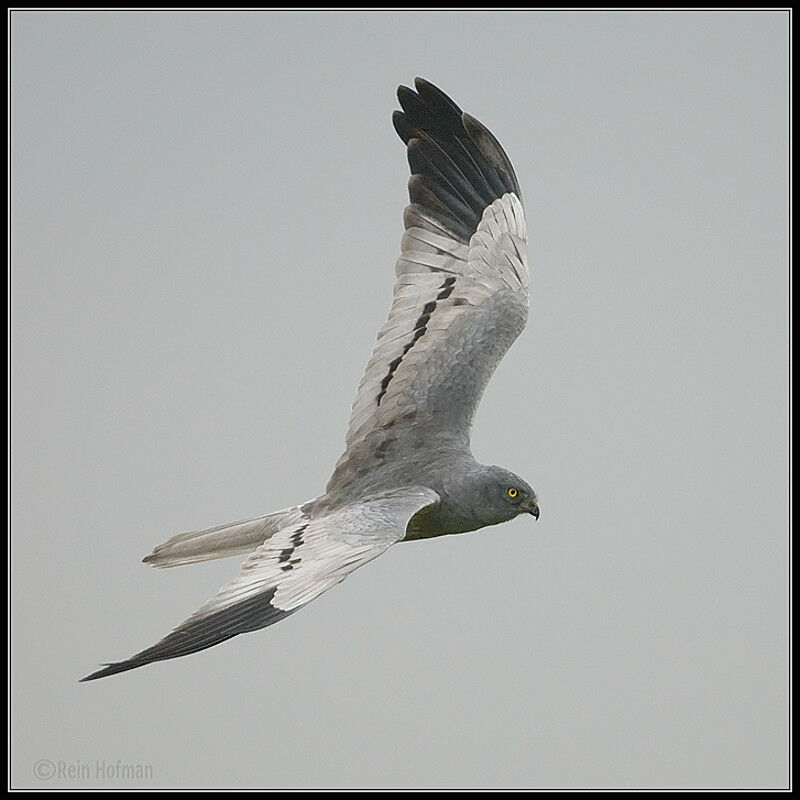 Montagu's Harrier