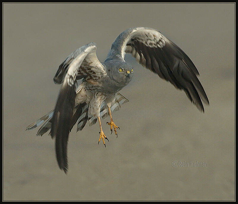 Montagu's Harrier male adult