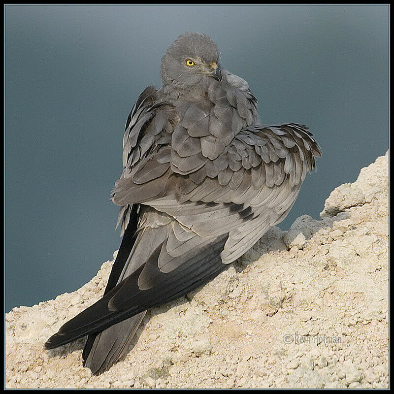 Montagu's Harrier