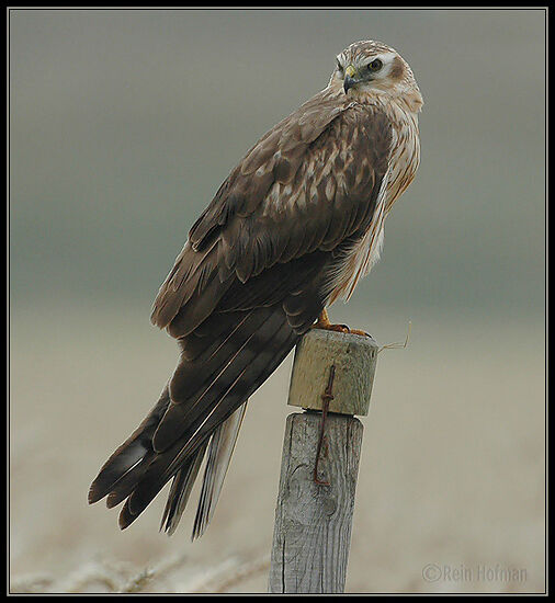 Montagu's Harrier female adult