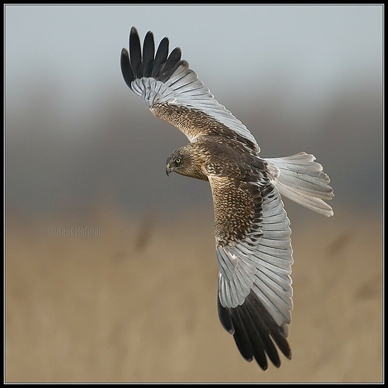 Western Marsh Harrier male adult