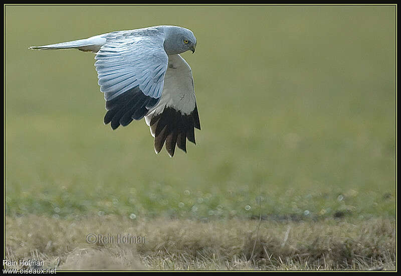 Hen Harrier male adult, identification, Flight