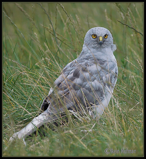 Hen Harrier male adult