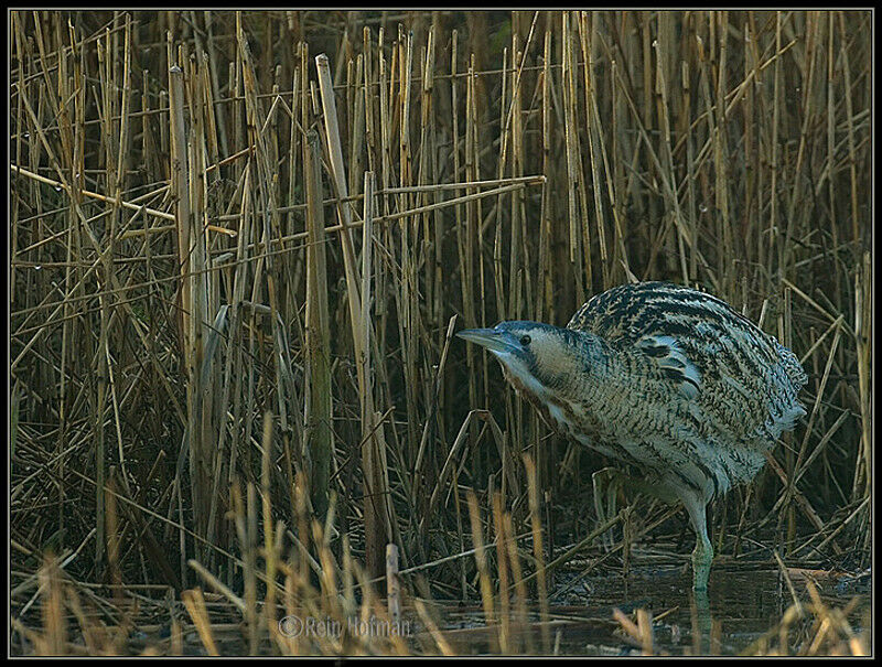 Eurasian Bittern