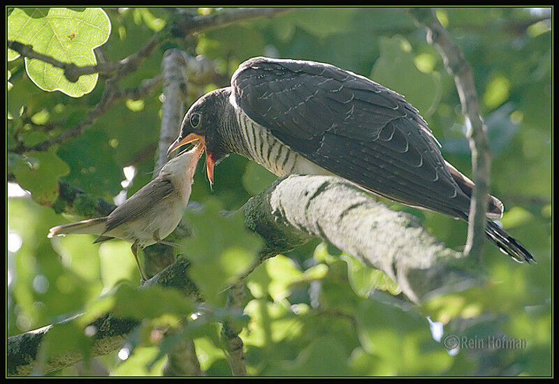 Common Cuckoojuvenile