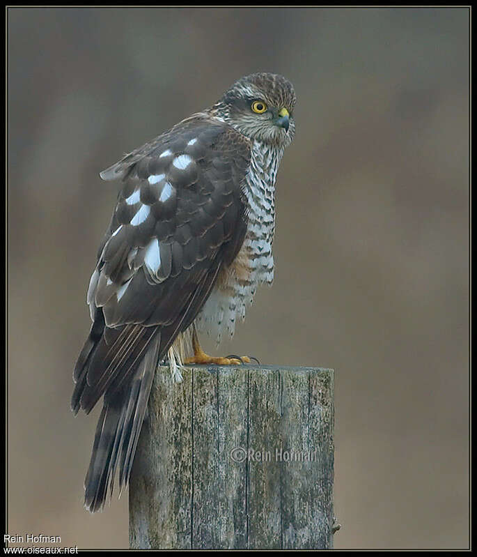 Épervier d'Europeimmature, identification