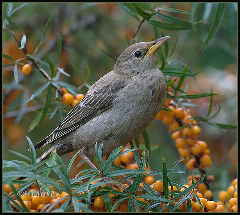 Rosy Starlingjuvenile