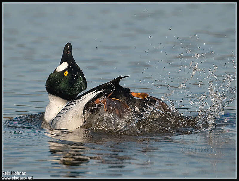 Common Goldeneye male adult breeding, care