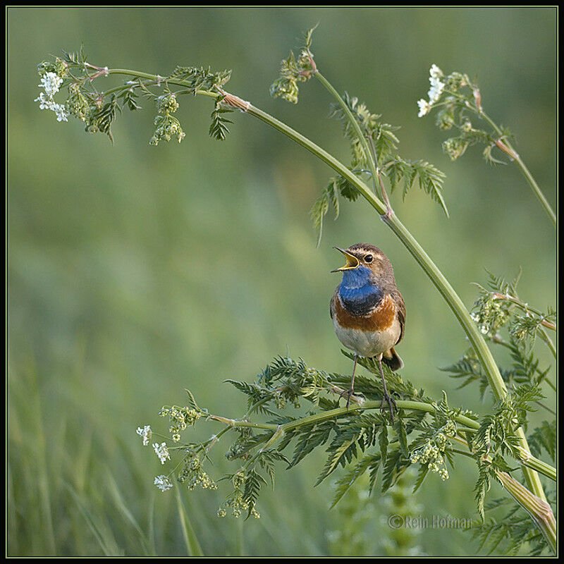 Bluethroat male adult