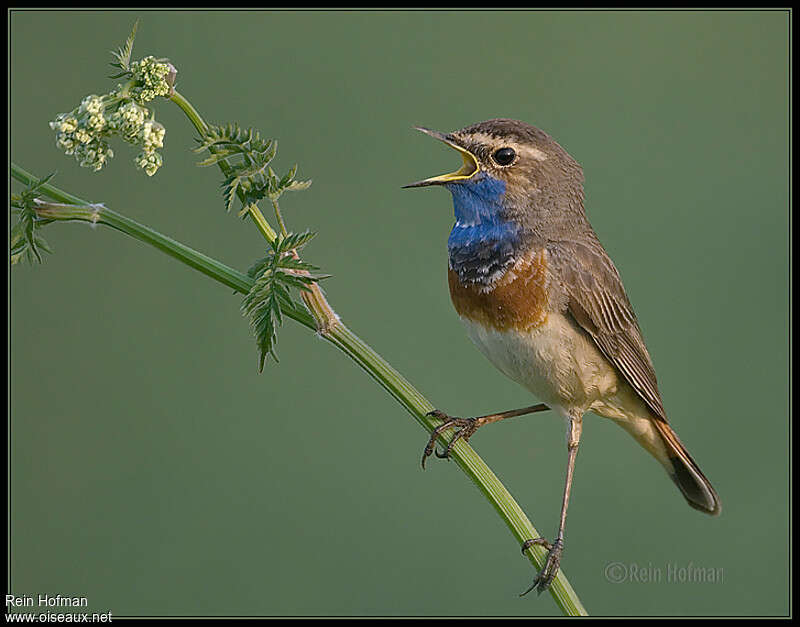 Gorgebleue à miroir mâle adulte, chant