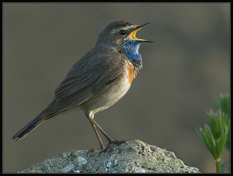 Bluethroat male adult