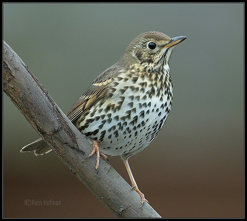 Song Thrush