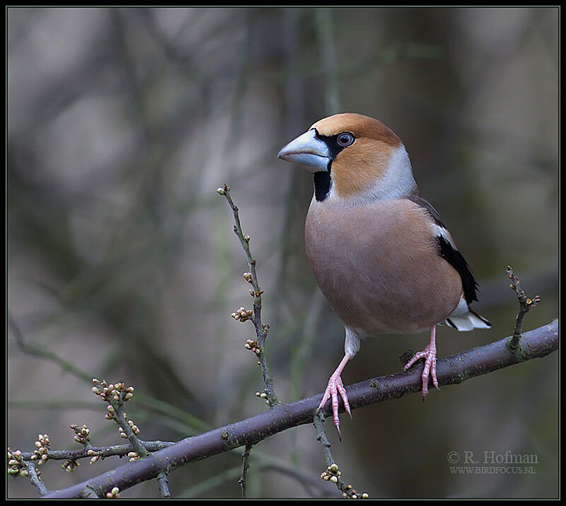 Hawfinch male adult