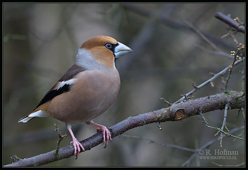 Hawfinch male adult