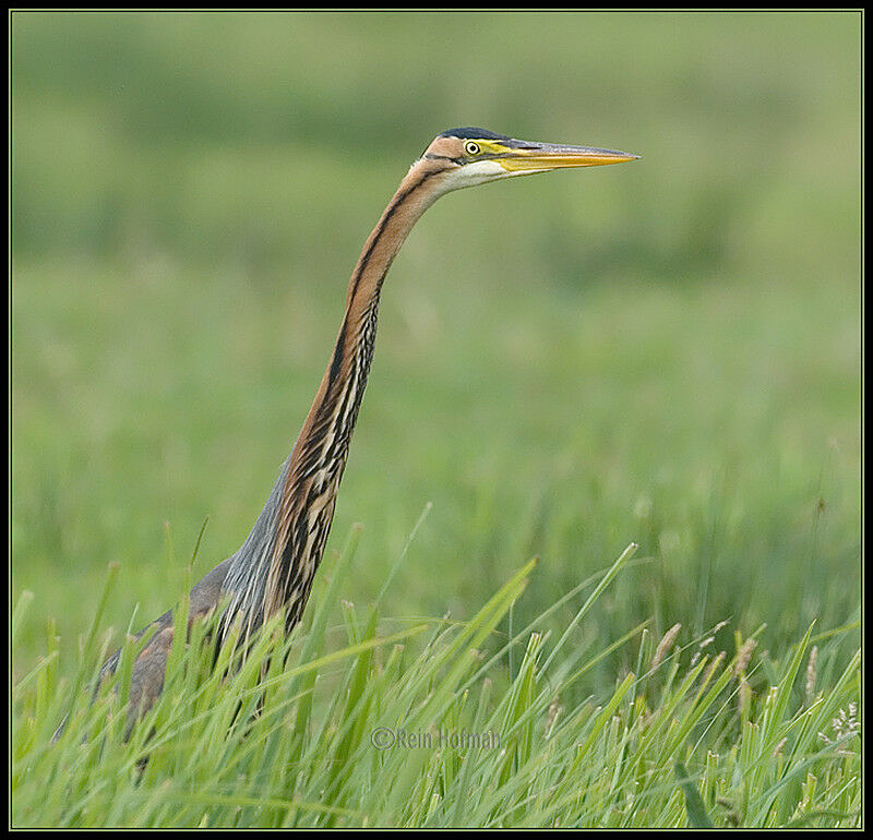 Purple Heronadult