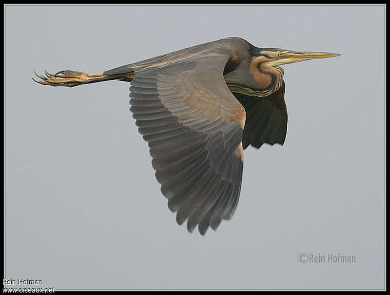 Purple Heronadult, Flight