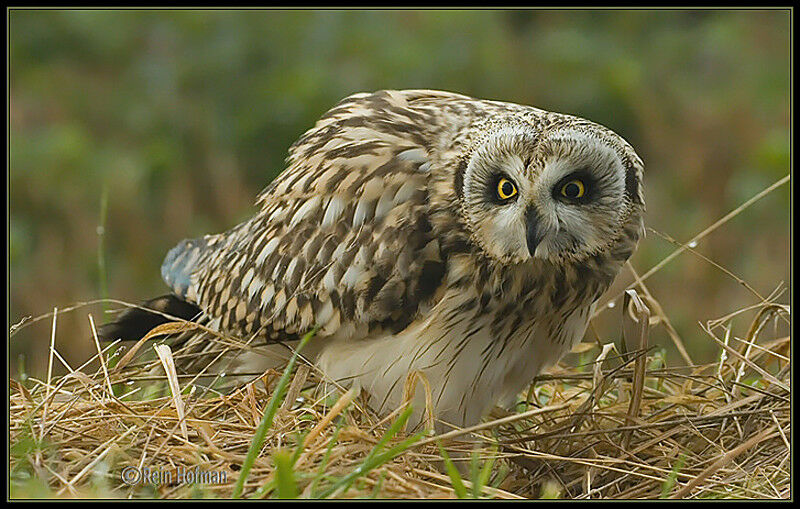 Hibou des marais