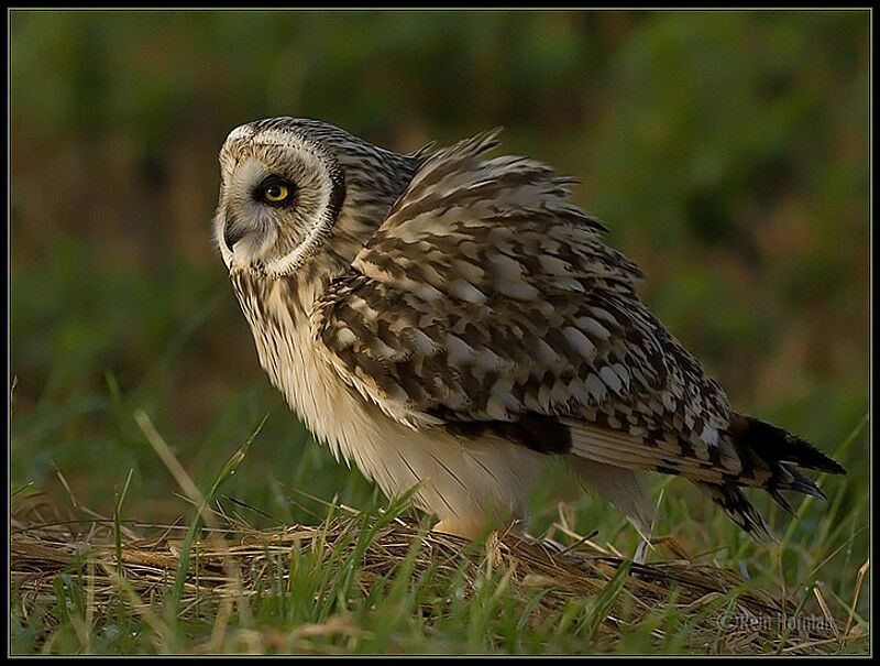 Short-eared Owl