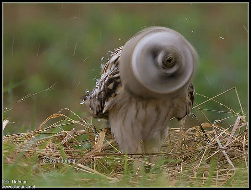 Short-eared Owl, care