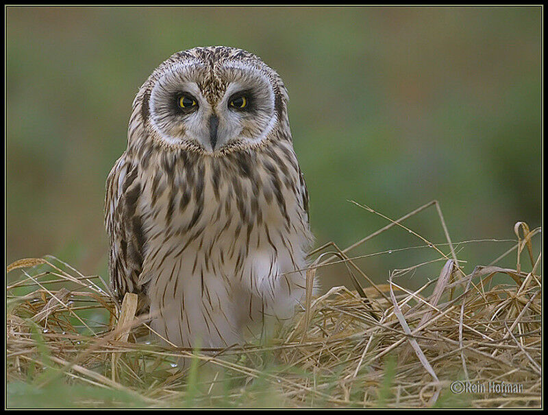 Short-eared Owl