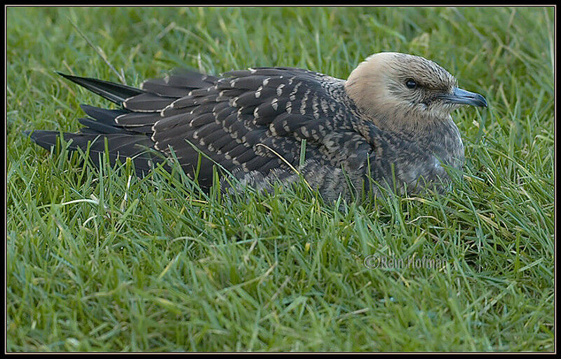 Parasitic Jaeger