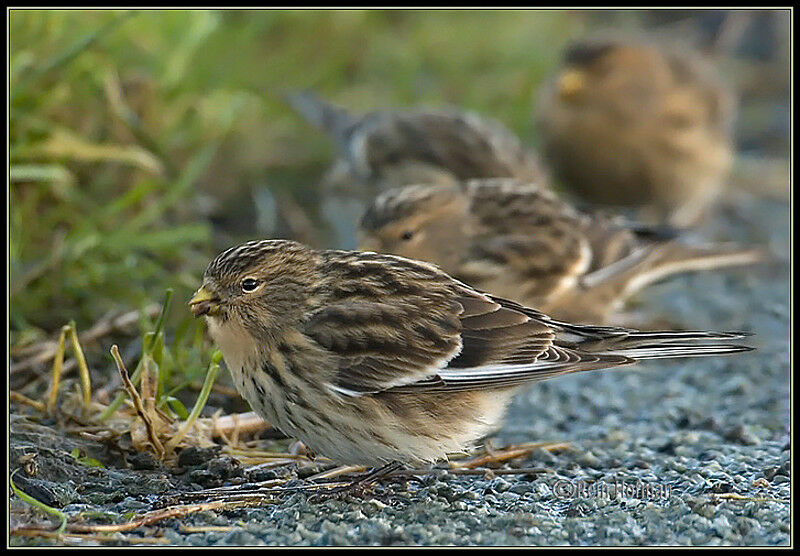 Twite