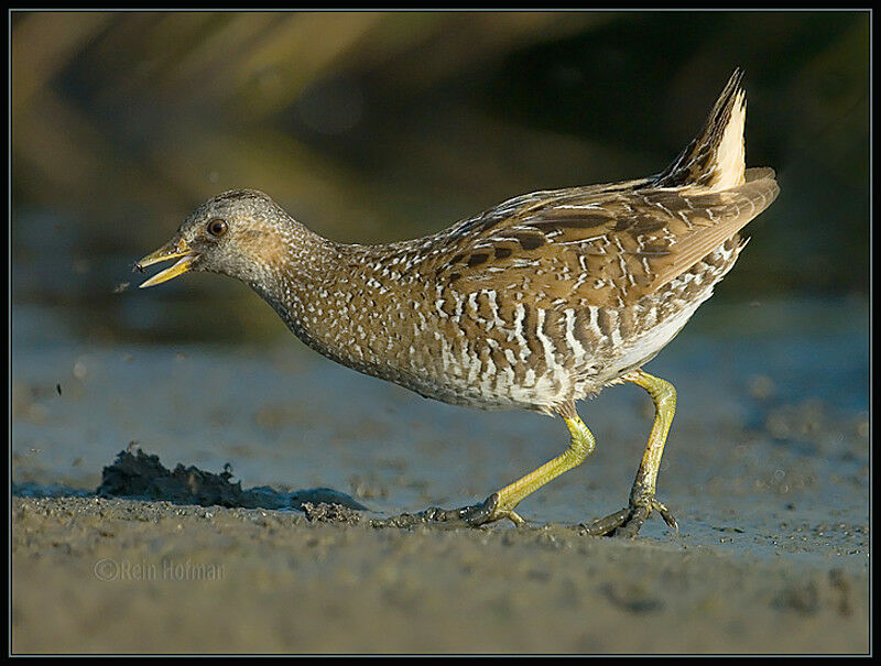 Spotted Crake female adult post breeding