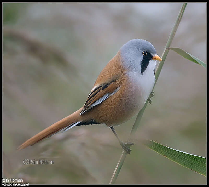 Bearded Reedling male adult, identification