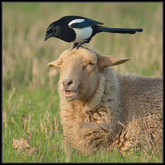 Eurasian Magpie