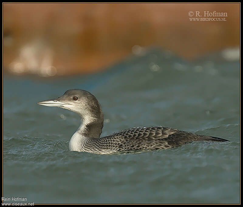 Plongeon imbrin1ère année, identification