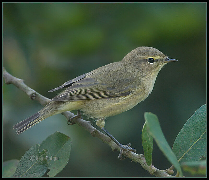 Common Chiffchaffadult post breeding