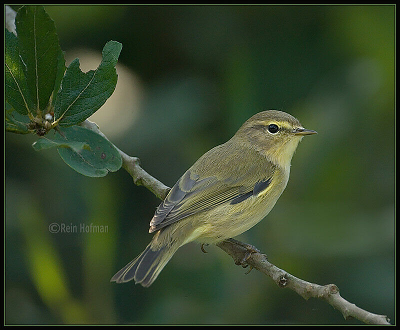 Common ChiffchaffFirst year