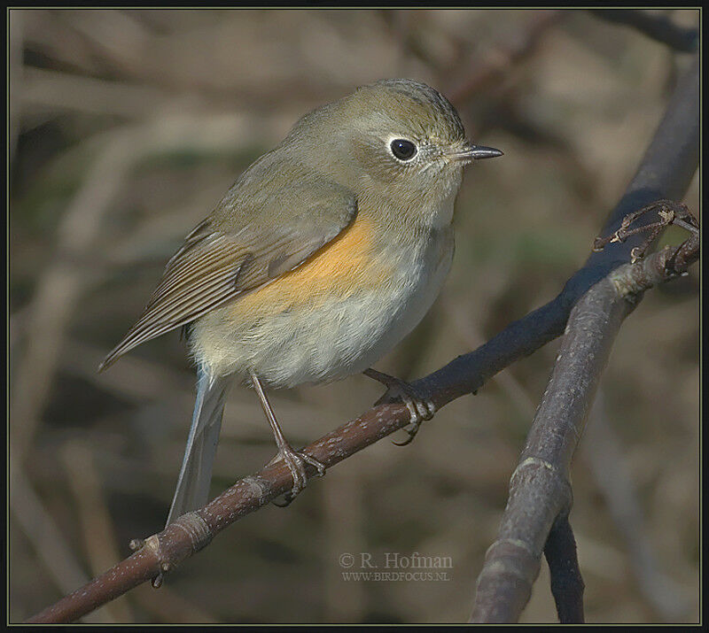 Red-flanked Bluetail male First year