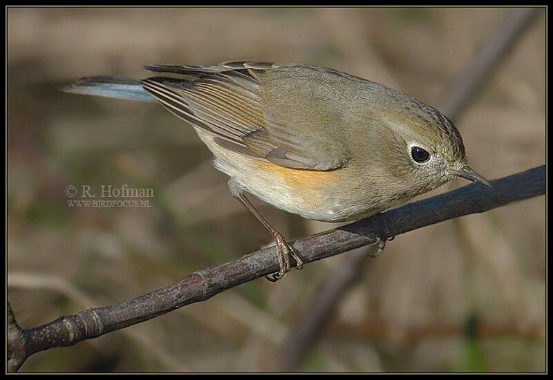 Red-flanked Bluetail male First year