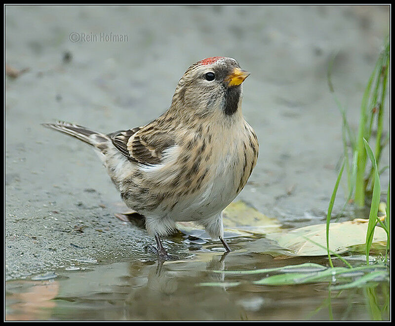 Lesser Redpoll female adult, drinks