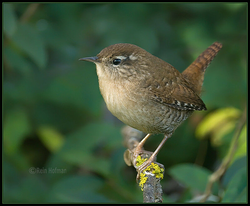 Eurasian Wren