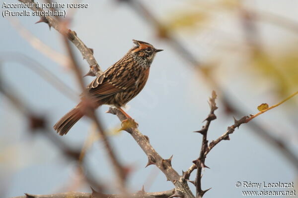 Rufous-breasted Accentor