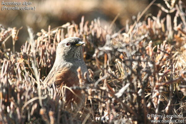 Alpine Accentor