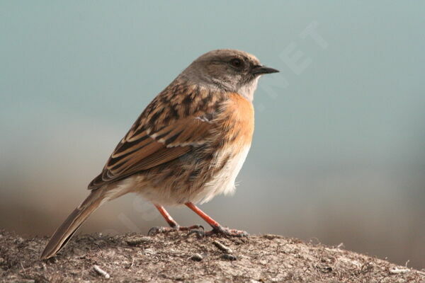 Robin Accentor