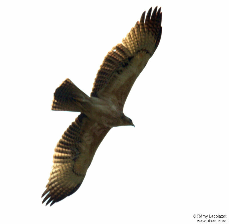 Bonelli's Eagle