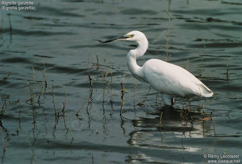 Aigrette garzette