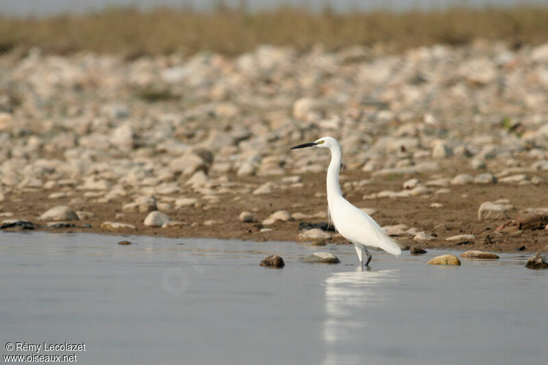 Aigrette garzette