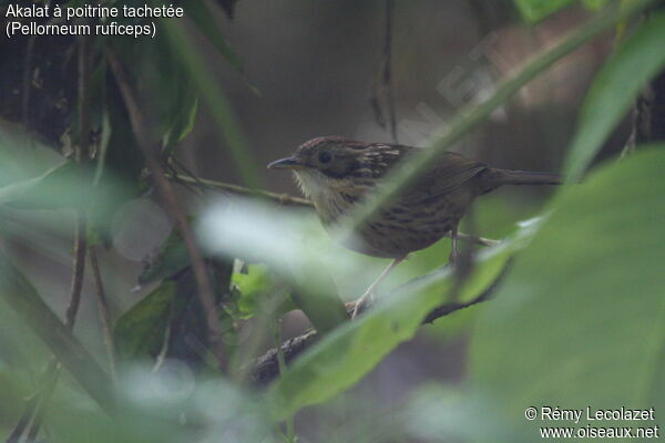 Puff-throated Babbler