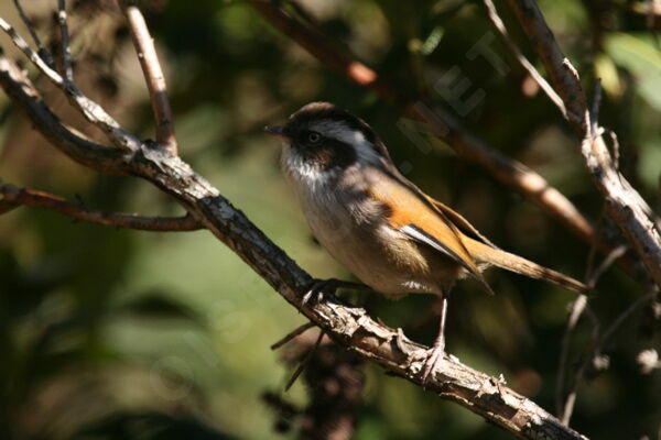 White-browed Fulvetta