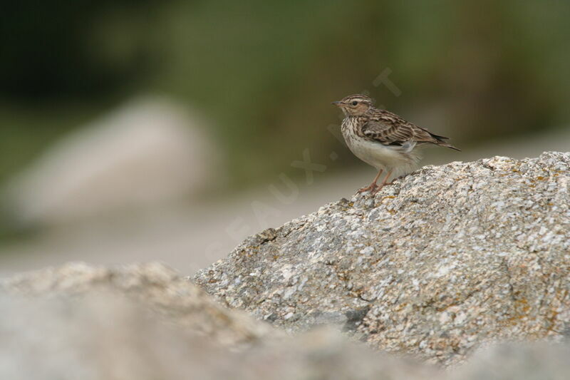 Woodlark