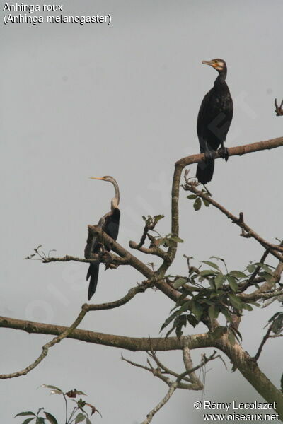 Anhinga roux