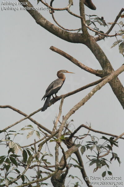 Anhinga roux