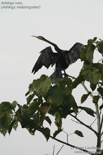 Oriental Darter